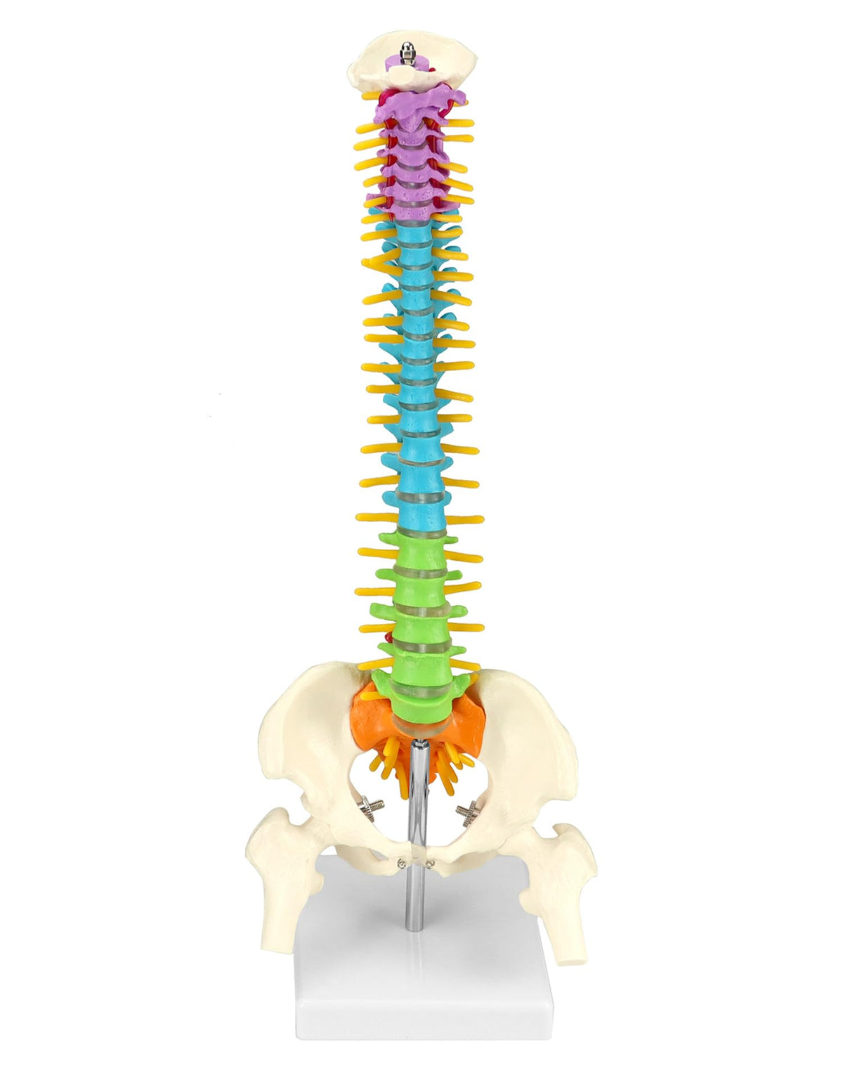 QWORK model displays deformities like scoliosis lordosis and kyphosis for study