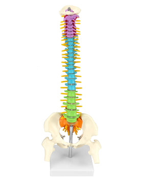 QWORK model displays deformities like scoliosis lordosis and kyphosis for study