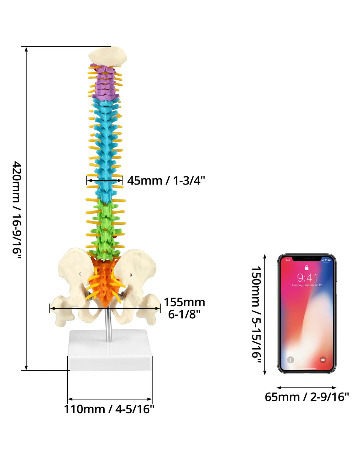 QWORK PVC spine model is easy to wipe clean after demonstrations