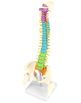 QWORK spine model on a stand with color coded vertebrae for classroom demonstrations