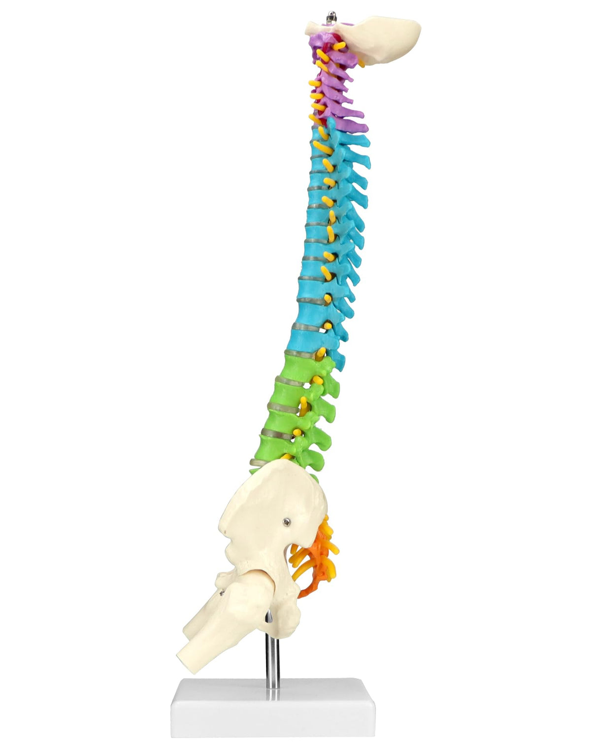 QWORK spine model showing nerve roots and spinal arteries for anatomy study