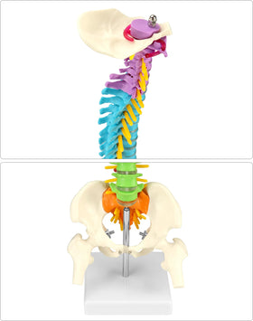 QWORK spine model highlighting the sacrum and vertebral column features