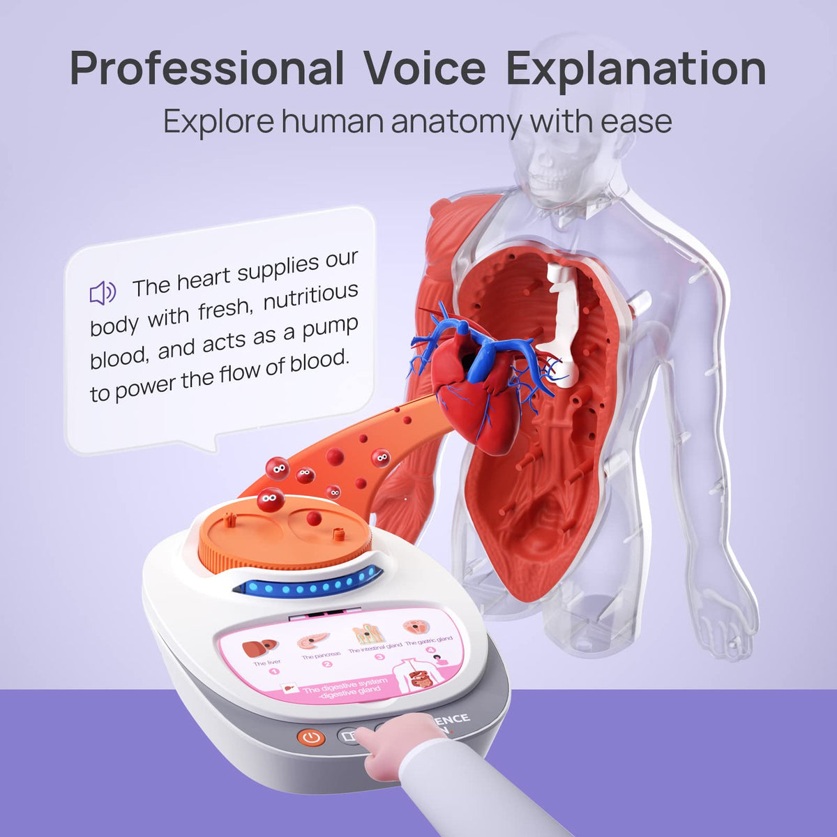 Science Can human body model base and stand providing stable support for interactive learning.