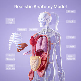 Science Can human body model with removable muscles showing how muscles work during movement.