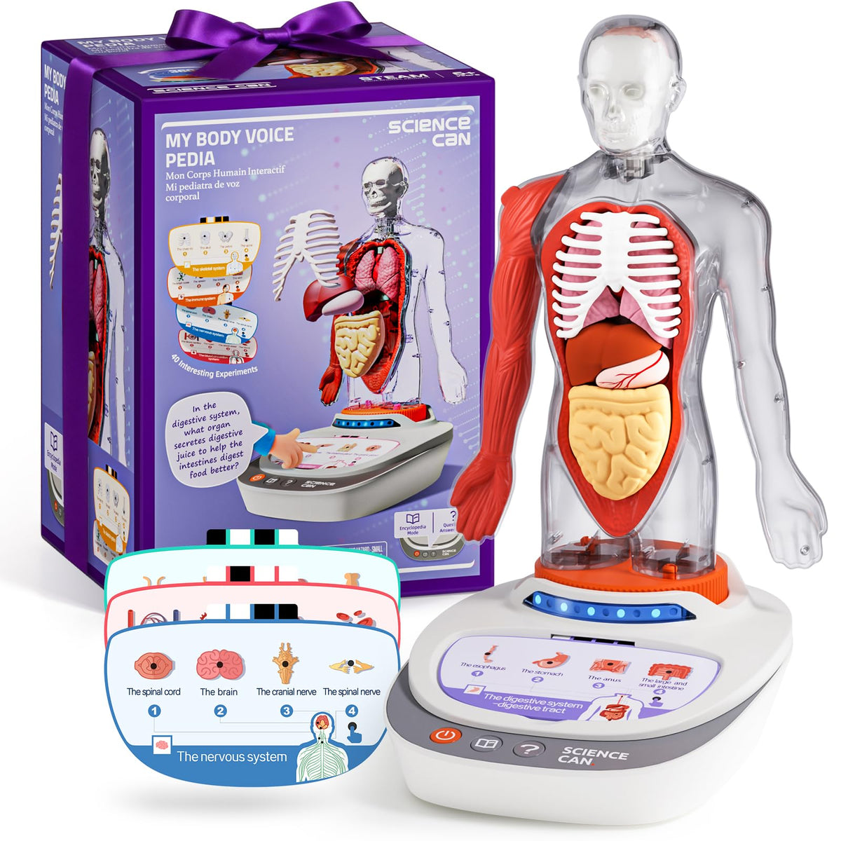Science Can human body model torso with removable parts for hands-on anatomy exploration and classroom demonstrations.
