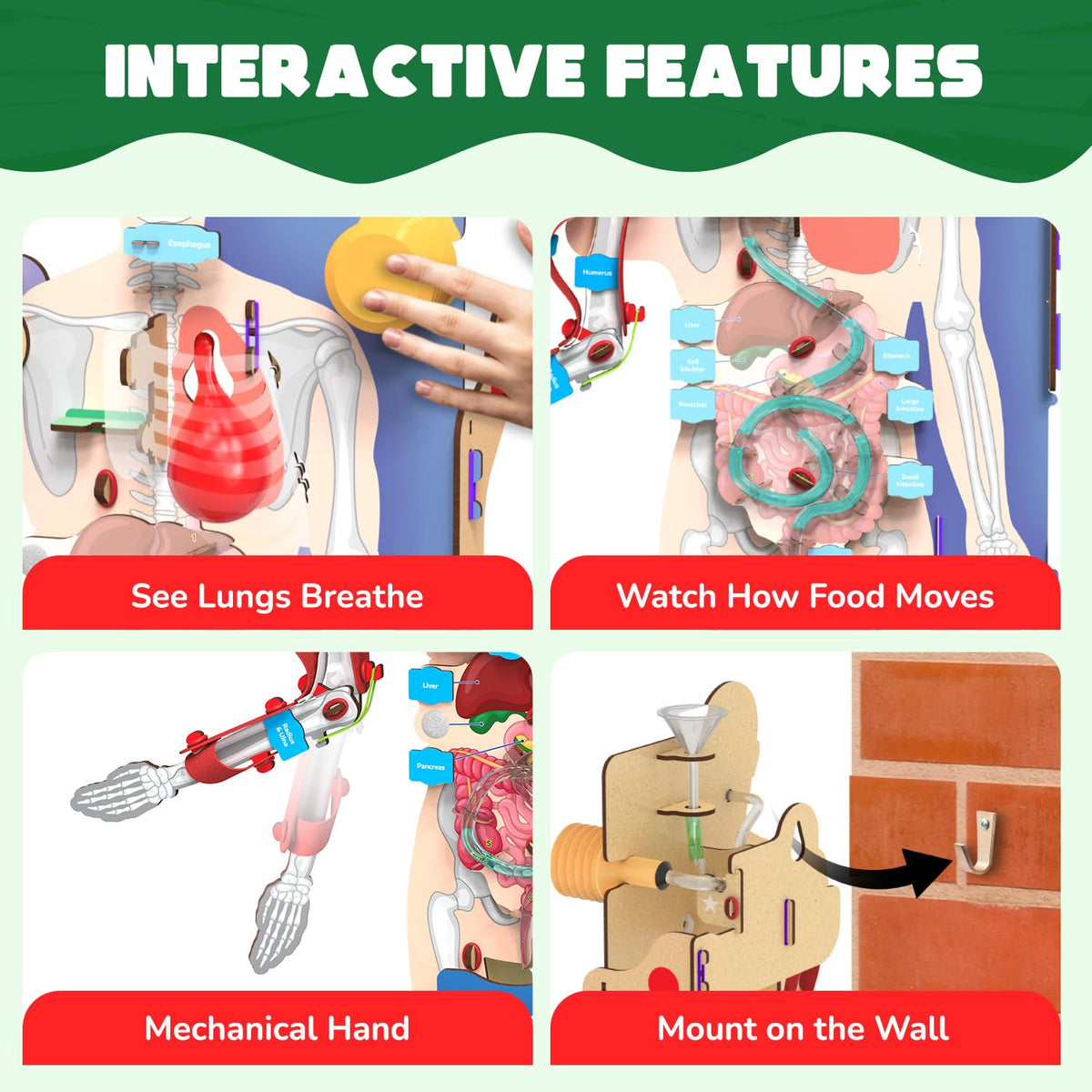 Kids enjoy hands-on exploration with Smartivity body model during playtime.
