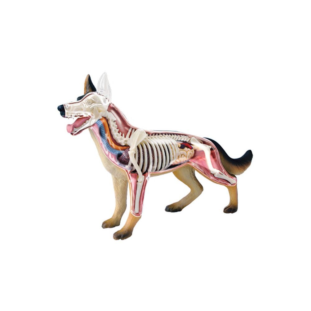 TEDCO 4D Vision dog anatomy model assembly guide illustrates part fit for hands-on learning.