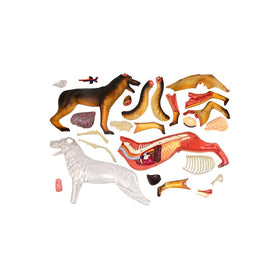 TEDCO 4D Vision dog anatomy model bones-removal demonstrates how bones and organs interact.