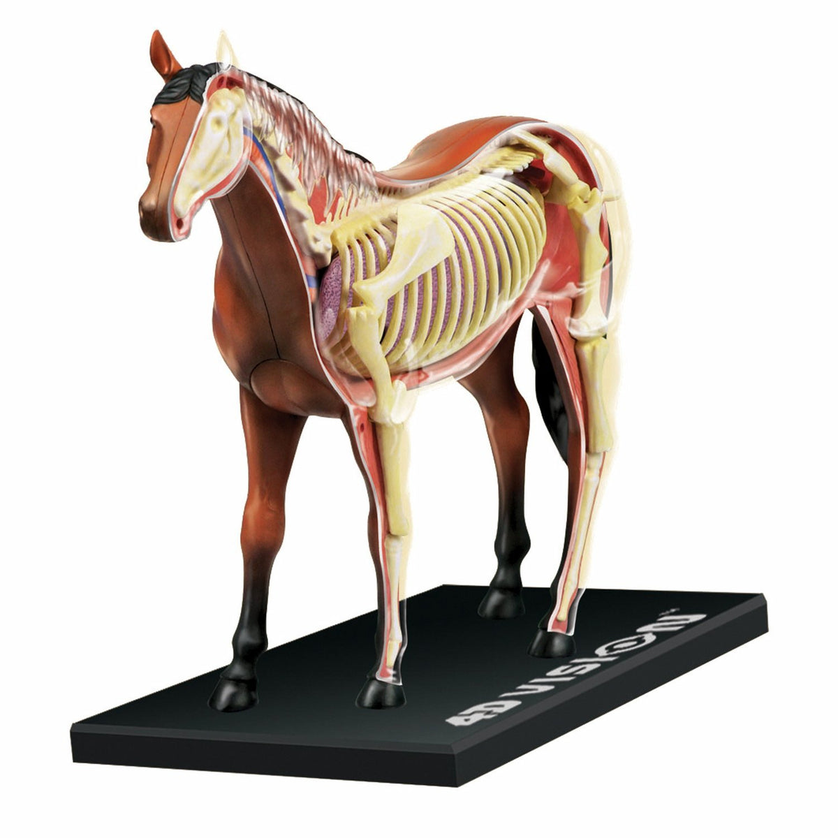 Tedco 4D Vision horse model shows detachable organs for hands-on anatomy study