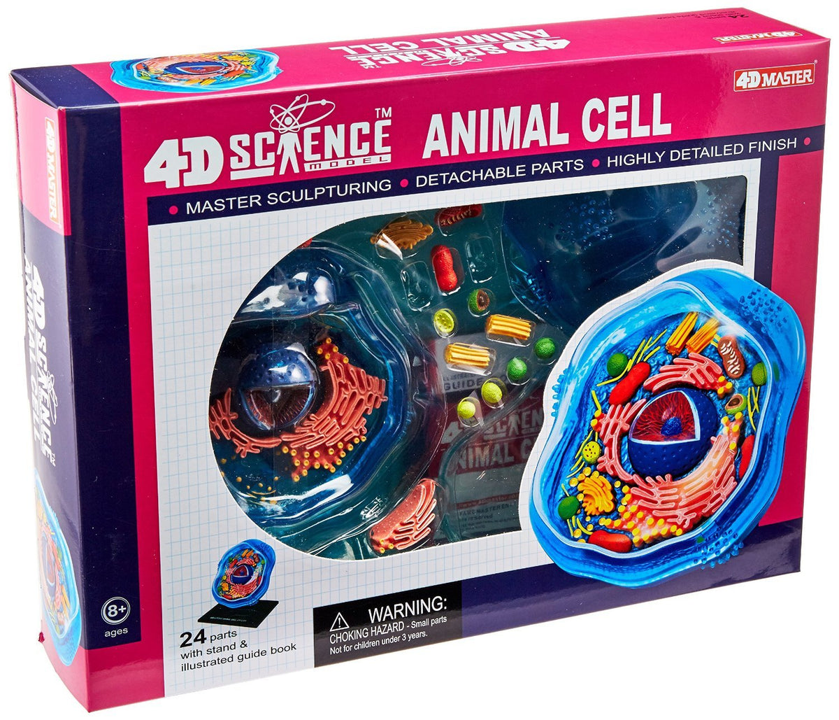 TEDCO Famemaster 6-inch animal cell model shows detachable parts for hands-on learning.