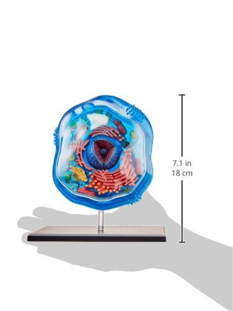 TEDCO Famemaster includes display stand and illustrated guide for classroom display.