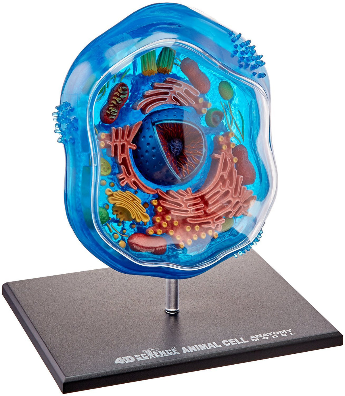 TEDCO Famemaster detachable parts enable interactive assembly and exploration.