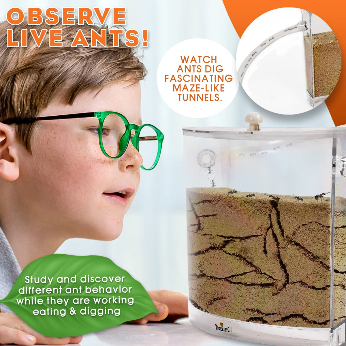 Tigerific Ant Farm real sand habitat ideal for observing digging and sand transport.