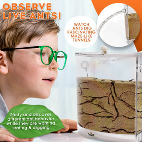 Tigerific Ant Farm real sand habitat ideal for observing digging and sand transport.