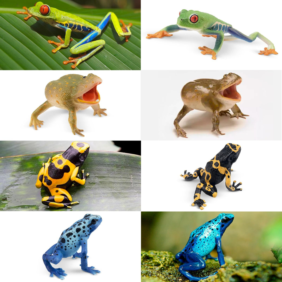 Toymany Red-eyed Tree Frog figure for shelves and gifts