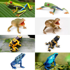 Toymany Red-eyed Tree Frog figure for shelves and gifts
