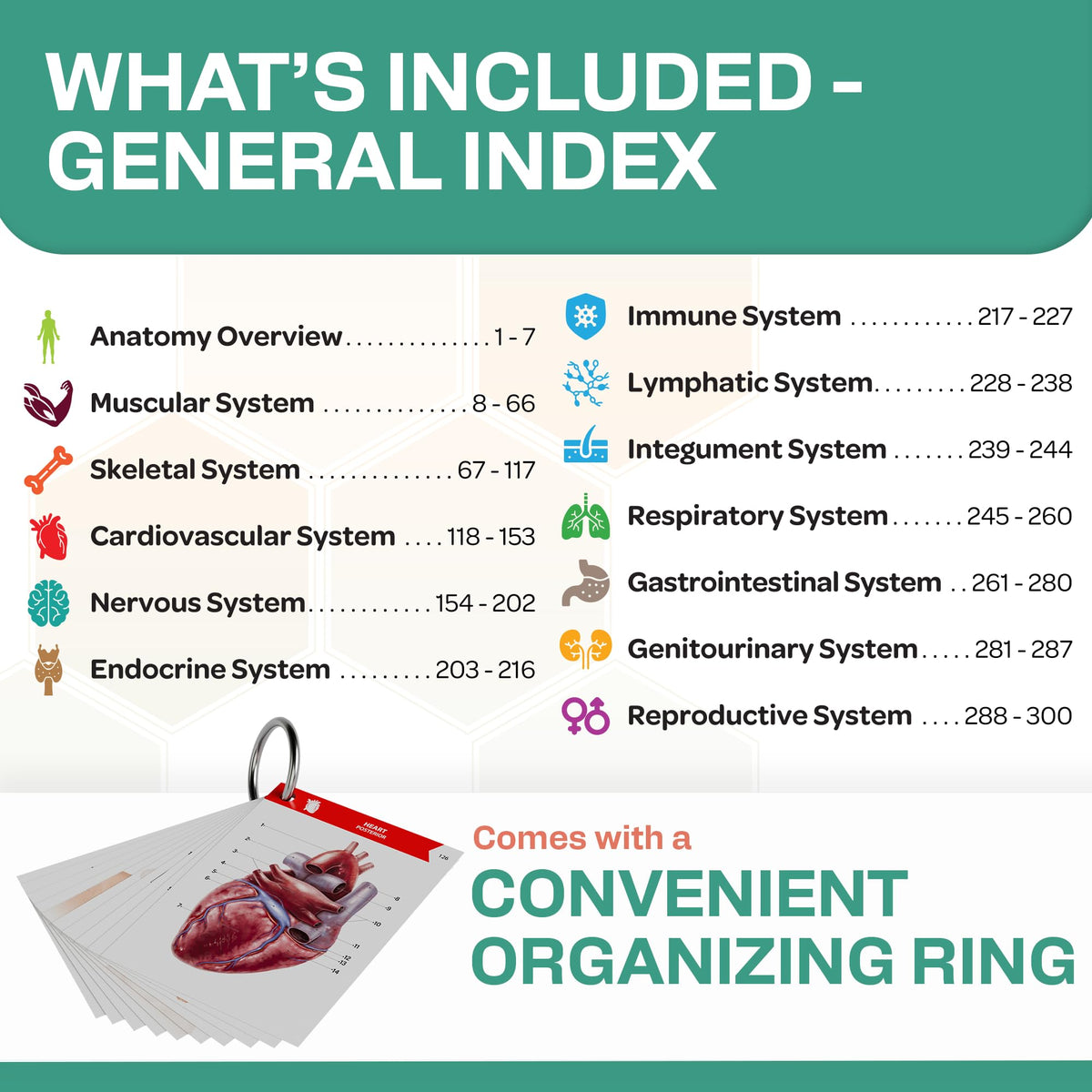 TribeRN anatomy deck covers over 1,800 terms for comprehensive review.
