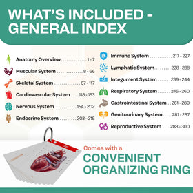 TribeRN anatomy deck covers over 1,800 terms for comprehensive review.