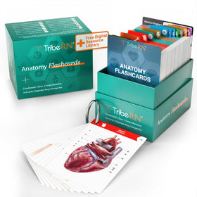 TribeRN anatomy flashcards opened to reveal color-coded labels for quick study.