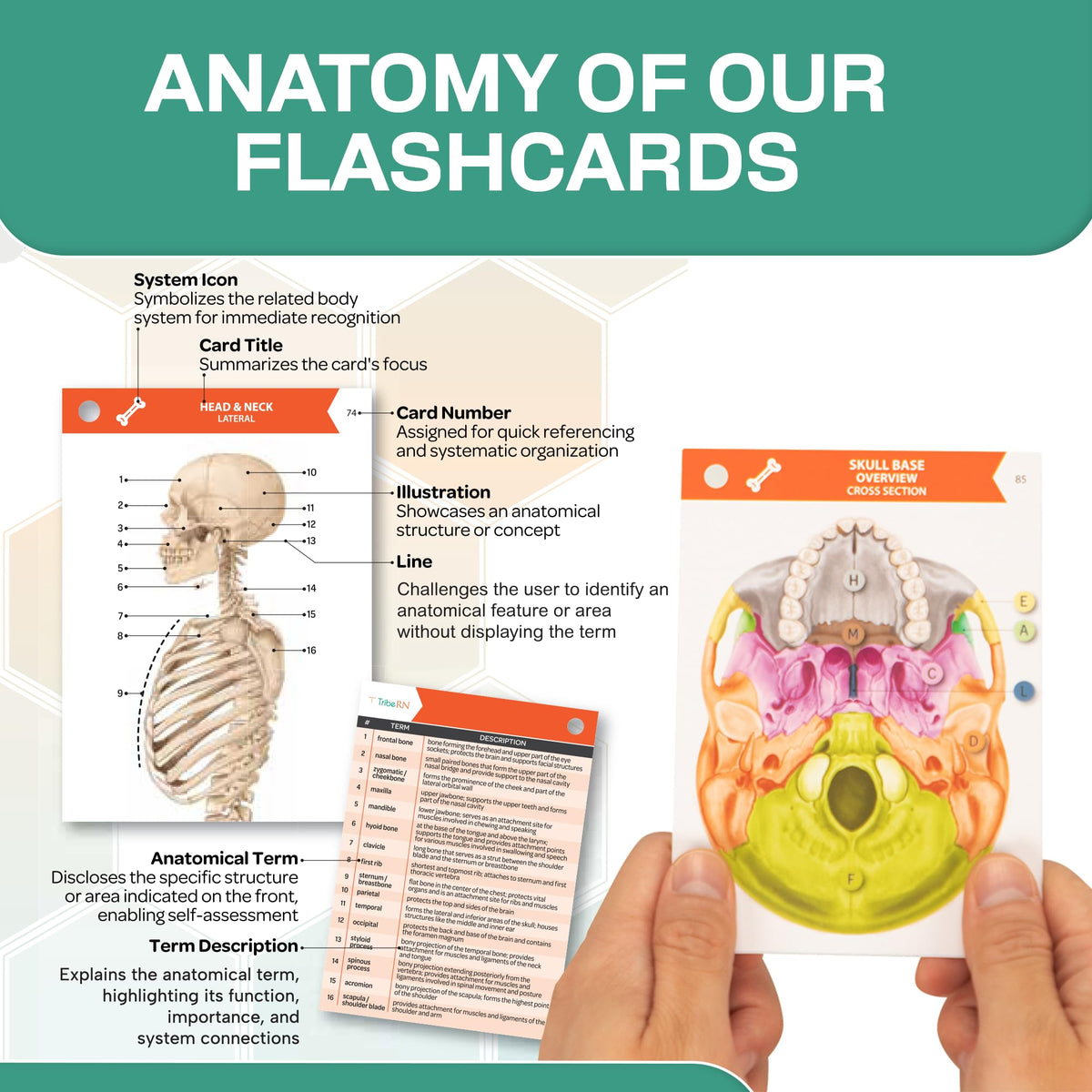 TribeRN flashcards support exam-focused study for quick recall.