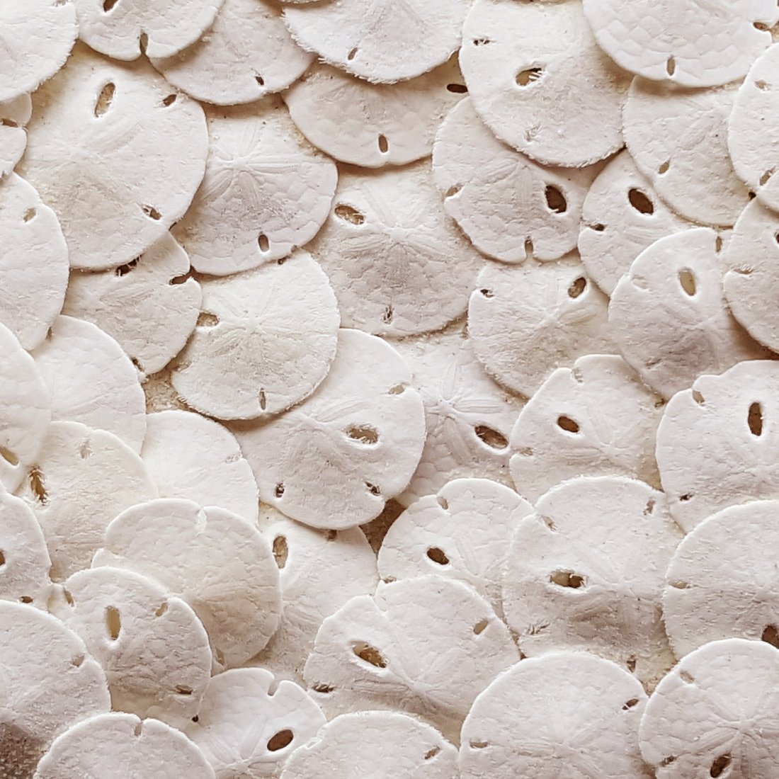 Tumbler Home real sand dollars packaging secured for safe shipping