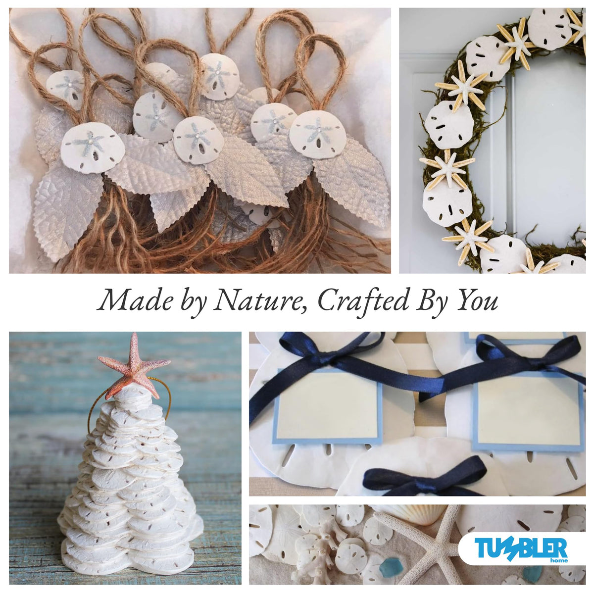 Tumbler Home real sand dollars under 1 inch ideal for tiny decorative accents