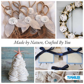 Tumbler Home real sand dollars under 1 inch ideal for tiny decorative accents