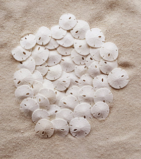 Tumbler Home bulk sand dollars ready for beach themed party favors