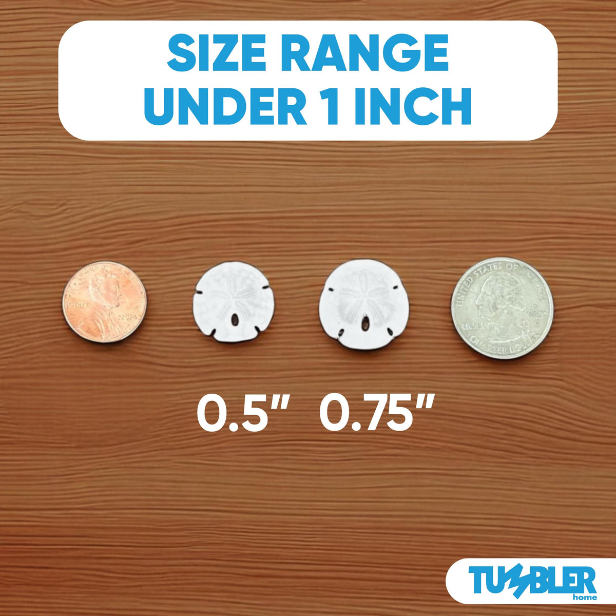 Tumbler Home sand dollars close up shows natural white texture for coastal crafts