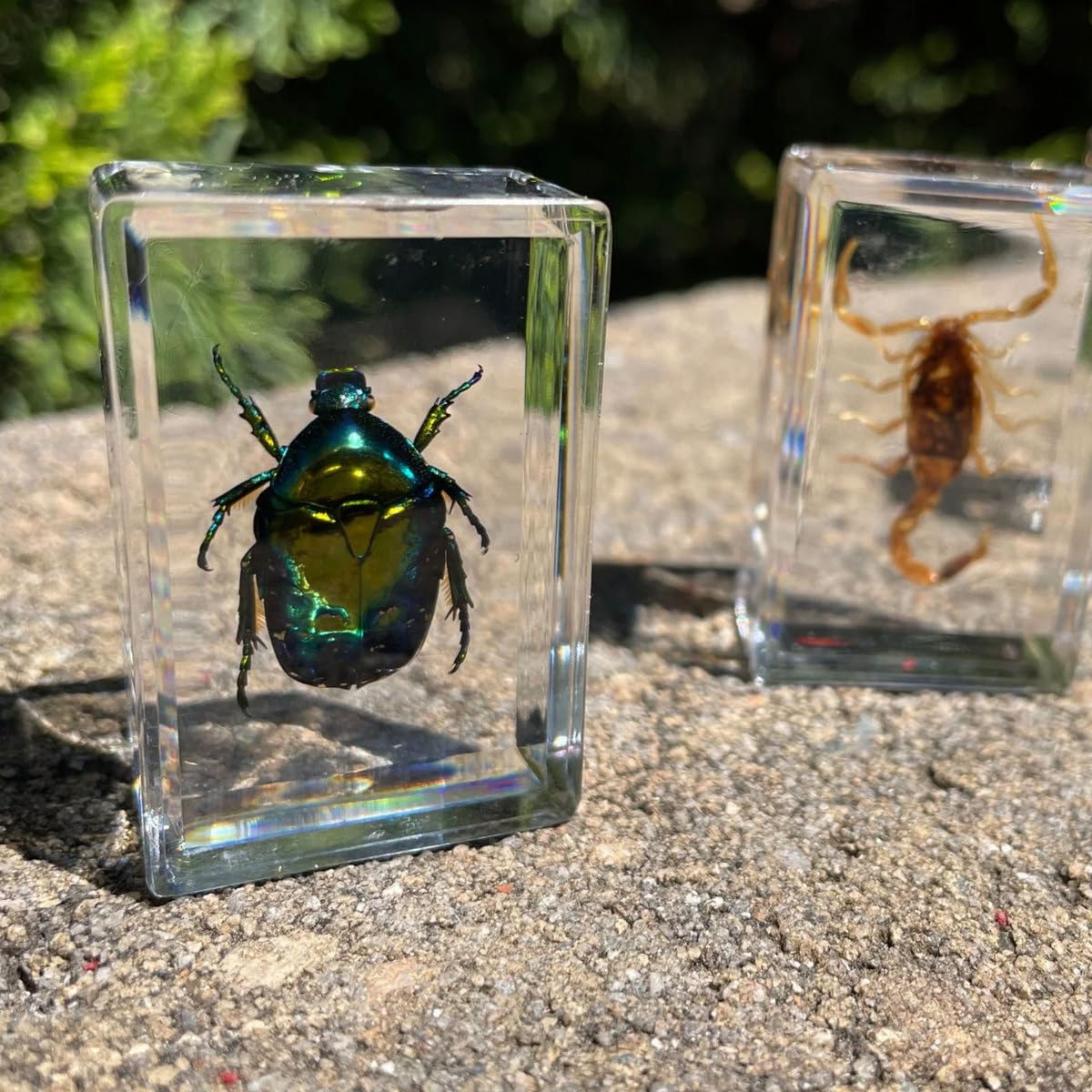 Uncle Milton Geoworld beetle, cricket, and scorpion display for hands-on learning.