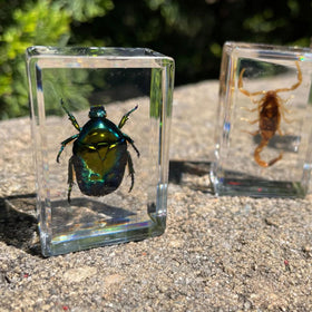 Uncle Milton Geoworld beetle, cricket, and scorpion display for hands-on learning.