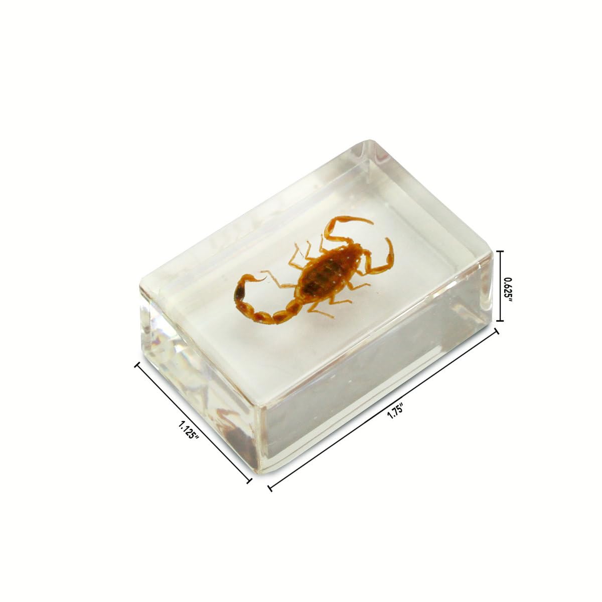 Uncle Milton Geoworld resin preserves clear, safe viewing of specimens.
