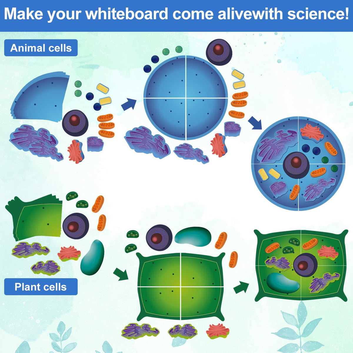 VercanMonth cell models on classroom display promote collaborative learning