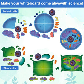 VercanMonth cell models on classroom display promote collaborative learning