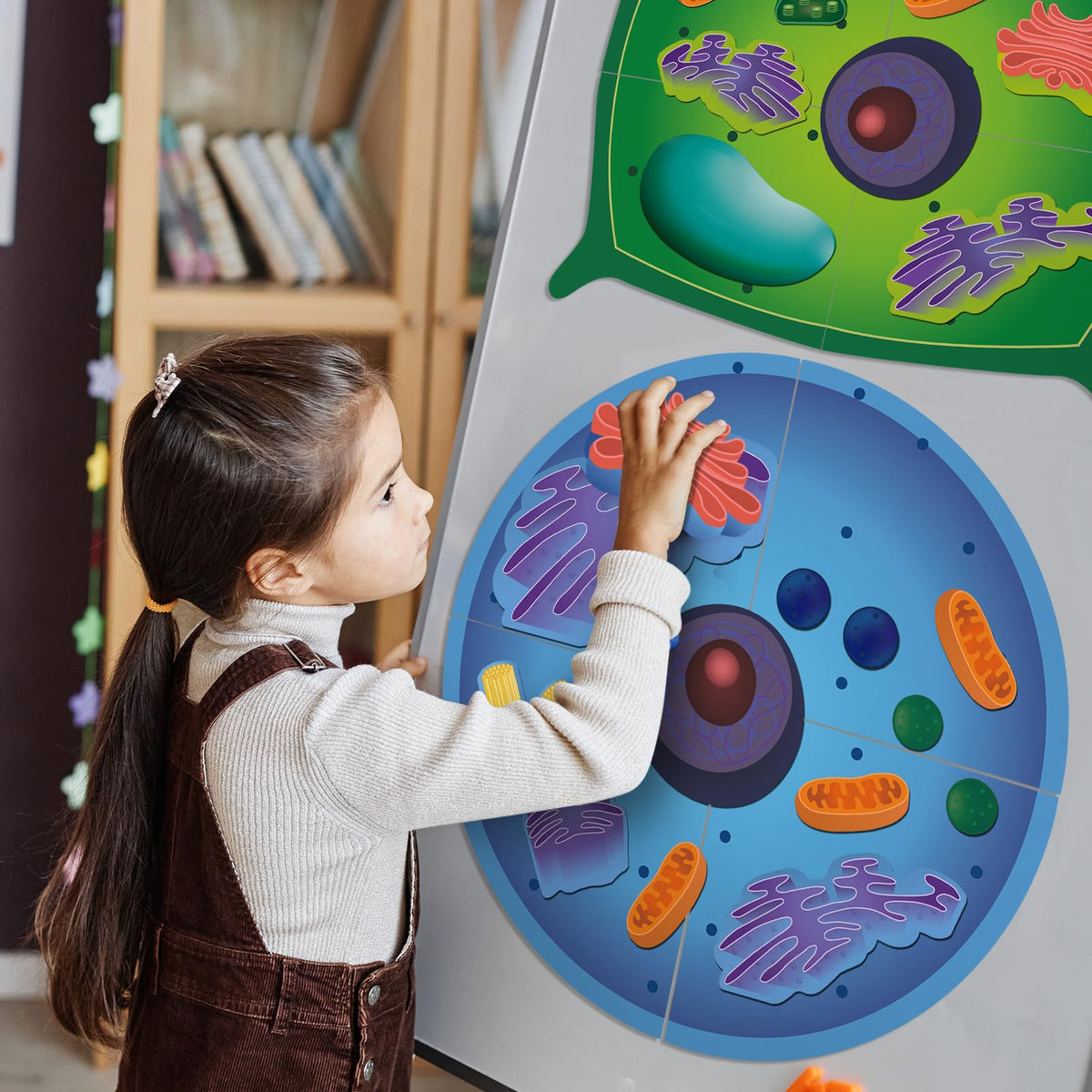 VercanMonth magnetic tokens support student assembly and comparison of cell components