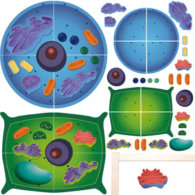 VercanMonth magnetic animal cell model set displayed on board for interactive biology learning