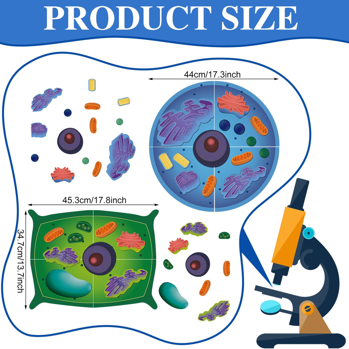 VercanMonth magnetic plant cell model for hands-on exploration of organelles