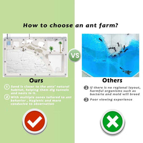 Wtsyant Ant Farm Castle feeding zone lets you watch feeding behavior.