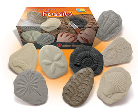 Yellow Door fossil stone ammonite for hands-on STEM exploration.