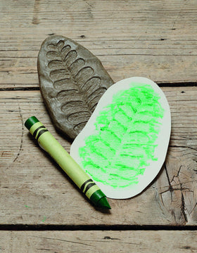 Yellow Door fossil stone fern leaf perfect for indoor or outdoor nature play.