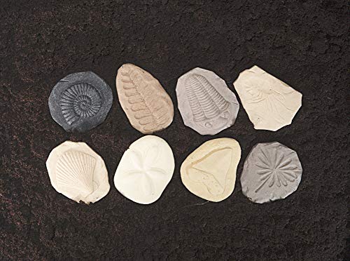 Yellow Door fossil stone trilobite boosts curiosity with realistic textures.