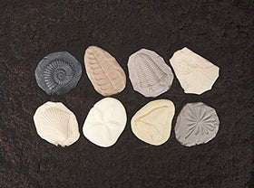 Yellow Door fossil stone trilobite boosts curiosity with realistic textures.