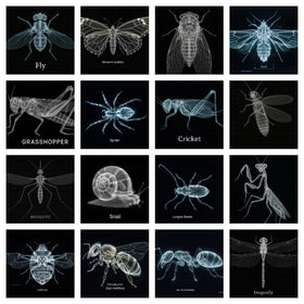 Yichushisu 16Pcs insect X-ray overview for STEM learning