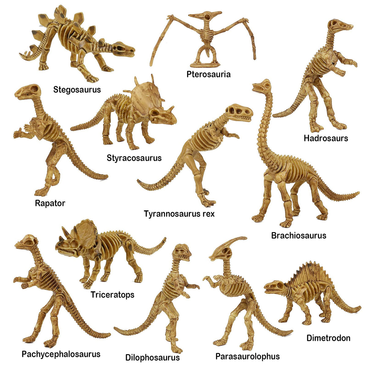 ZHFCGO 6-inch dinosaur skeleton pack highlighting diverse dinos for learning fun.
