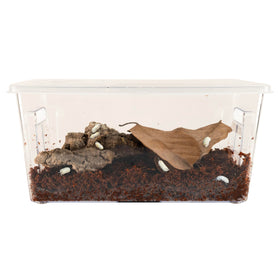 Zoo Med Creatures Isopod Habitat Kit included guide and poster for learning.